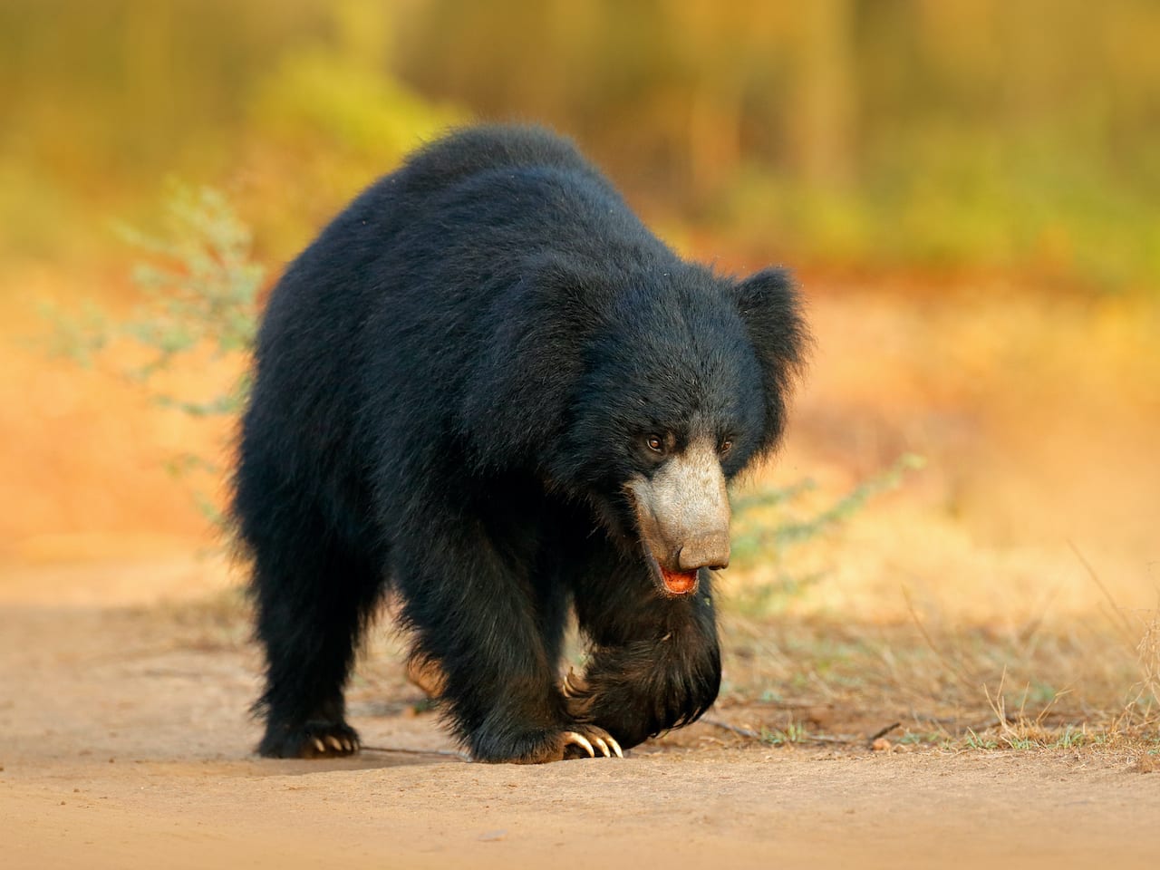 Sloth Bear