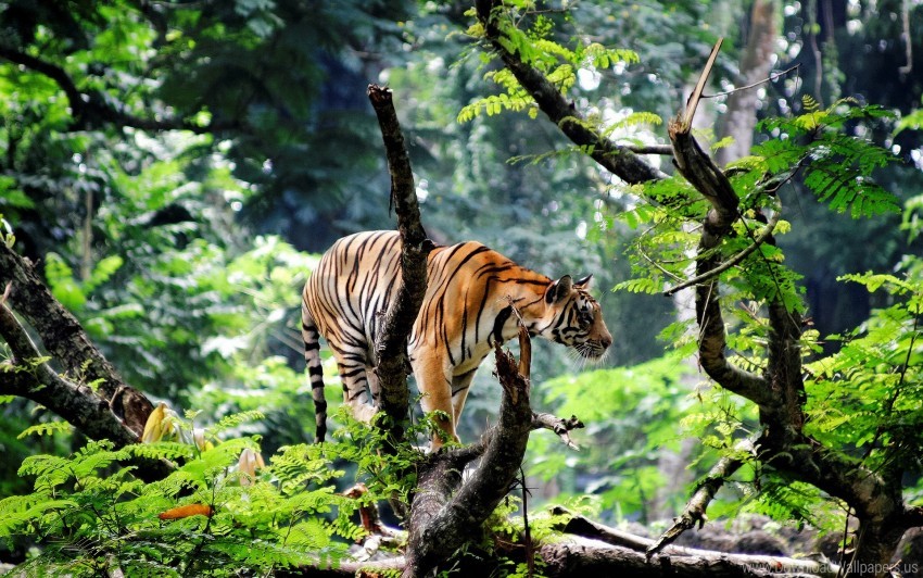 Bengal Tiger
