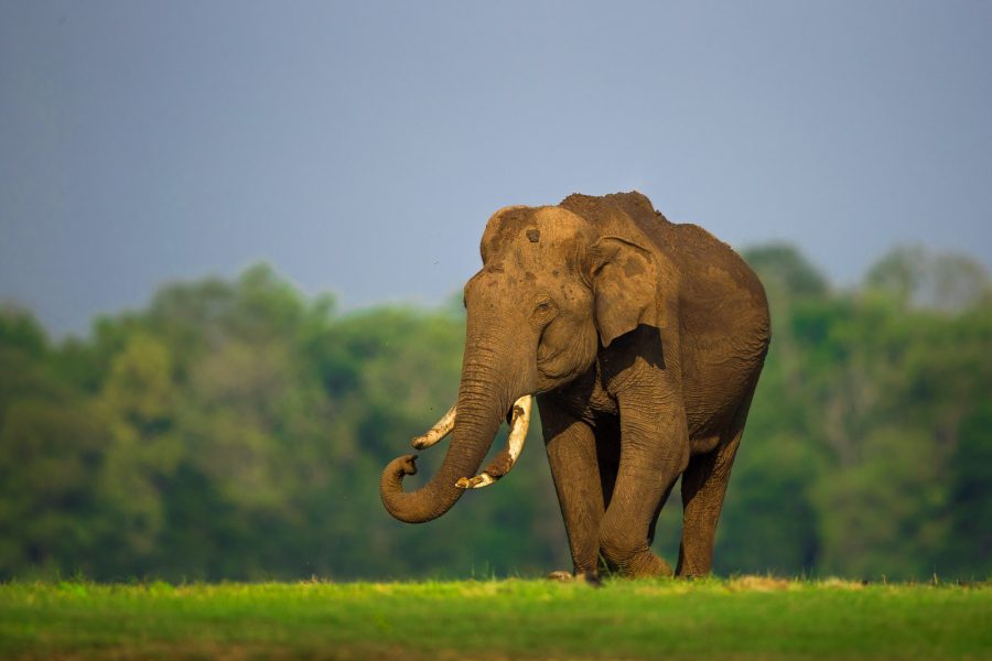 Asiatic Elephant